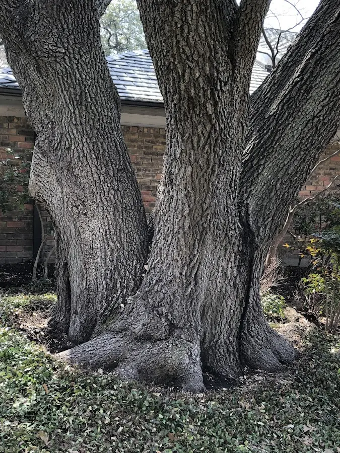 Mature heritage tree close to a Quincy property cared for by certified arborists